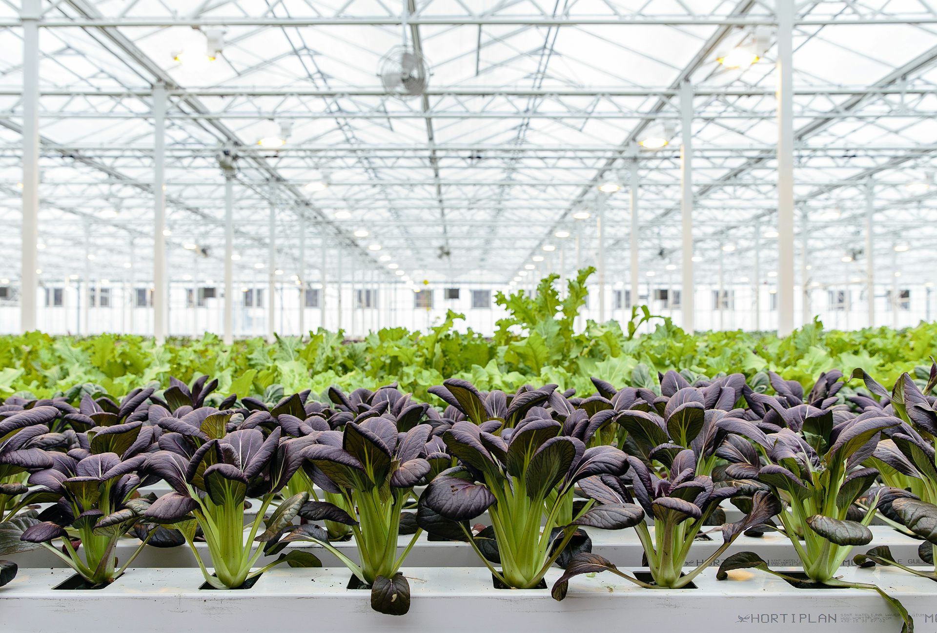 L Extraordinaire Ascension De L Agriculture Urbaine