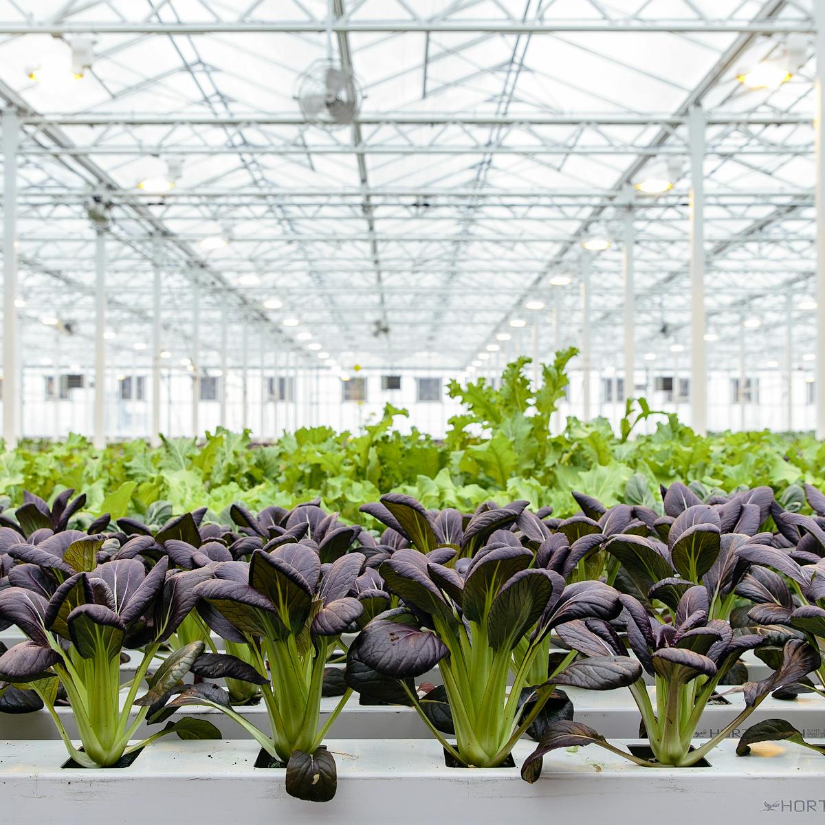 L Extraordinaire Ascension De L Agriculture Urbaine