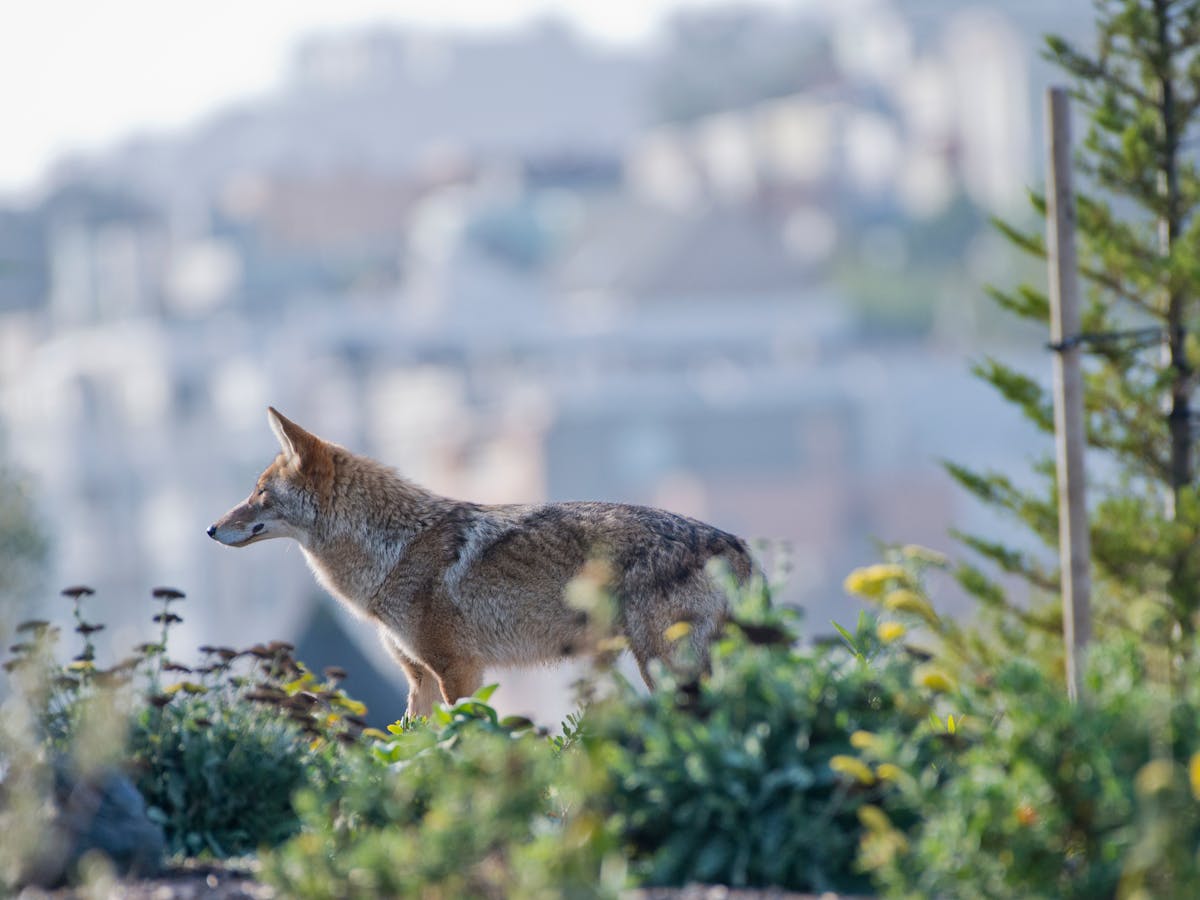 Toxic cities: Urban wildlife affected by exposure to pollutants
