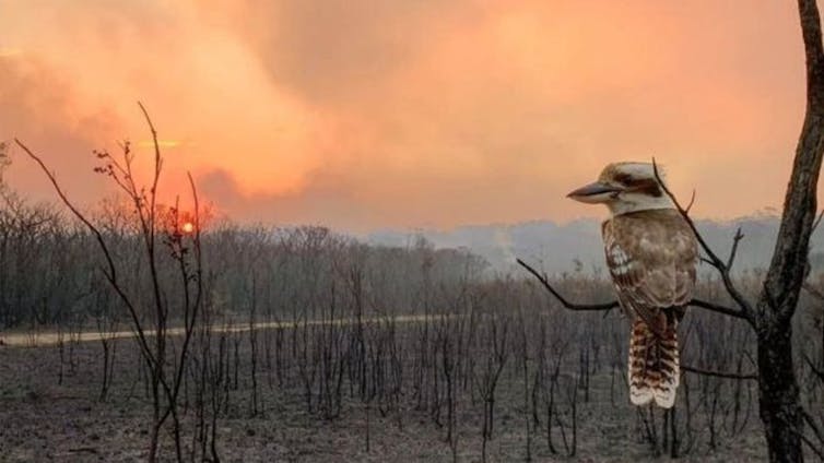 when the world catches on fire, how do predators respond?