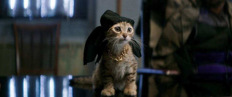 Cats - Movie Cats