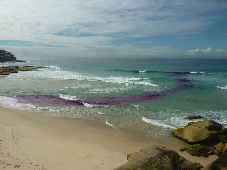 The story of a wave: from wind-blown ripples to breaking on the beach