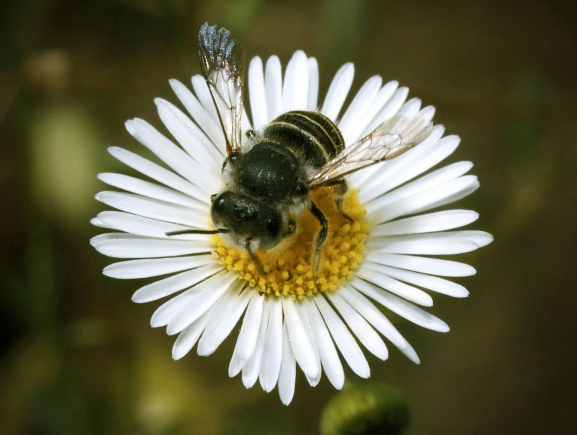 Australian Native Bees - The Permaculture Research Institute