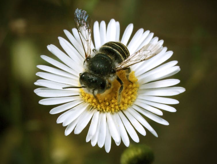 Aussie scientists need your help keeping track of bees (please)