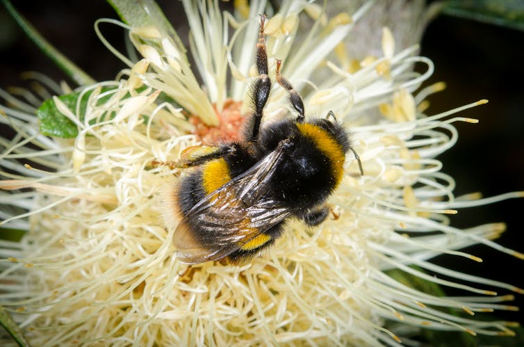 Aussie scientists need your help keeping track of bees (please)