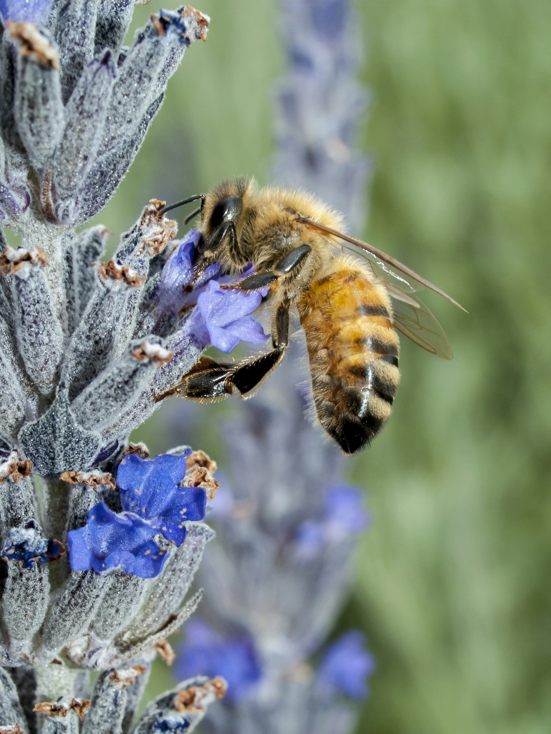 Australian Native Bees The Permaculture Research Institute   File 20191217 187581 1k3unpm 