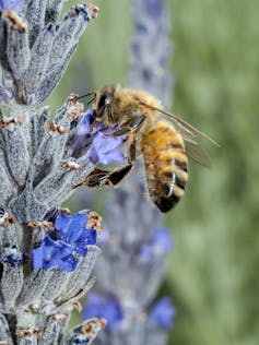 Aussie scientists need your help keeping track of bees (please)