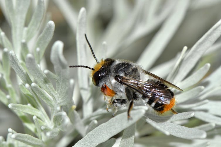 Aussie scientists need your help keeping track of bees (please)