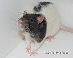 A behavioral comparison of the common laboratory rat strains Lister Hooded, Lewis, Fischer 344 and Wistar in an automated homecage system - Clemens - 2014 - Genes, Brain and Behavior - Wiley Online Library