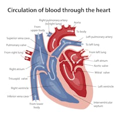 research questions for heart rate