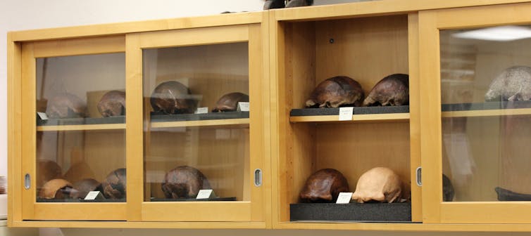 When did _Homo erectus_ die out? A fresh look at the demise of an ancient human species over 100,000 years ago