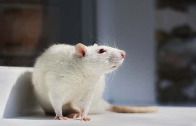 Animals in research: rats