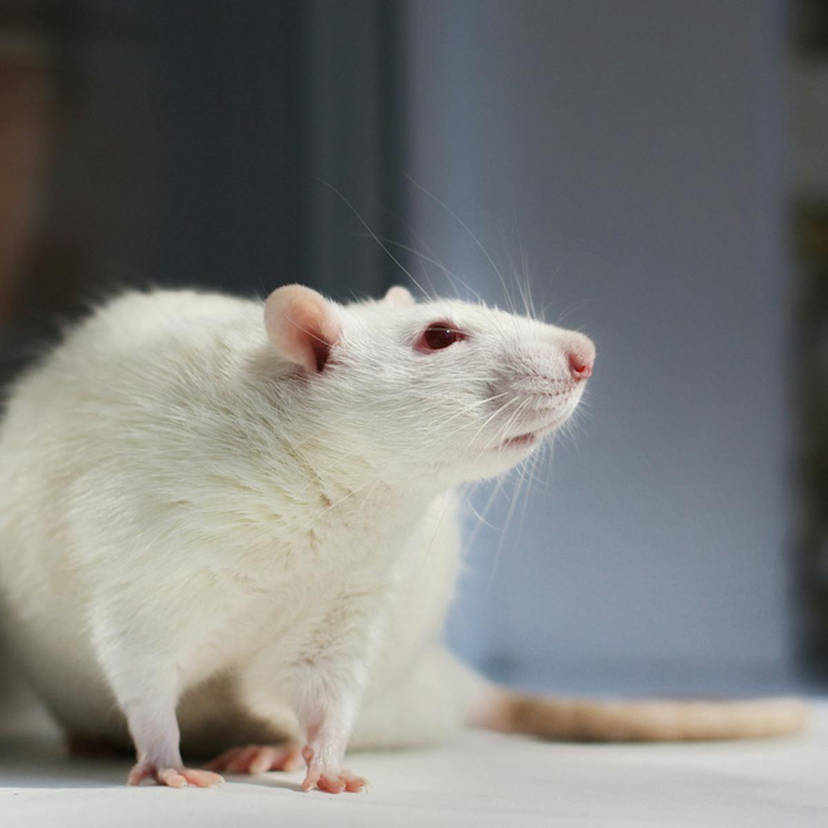 Animals In Research Rats