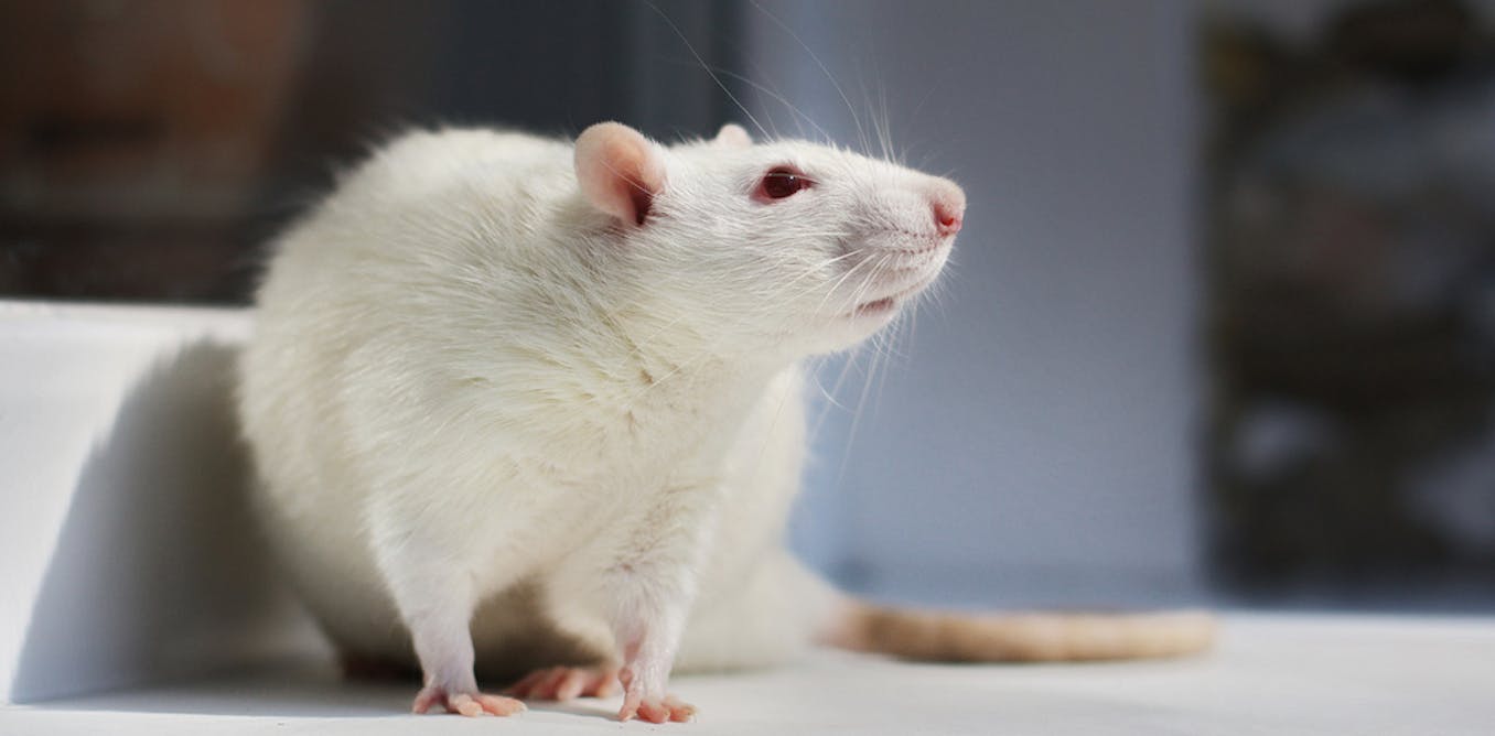 Animals in research: rats