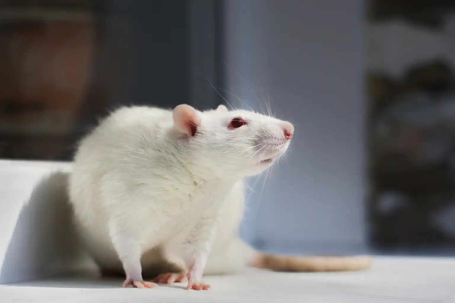 Animals in research: rats