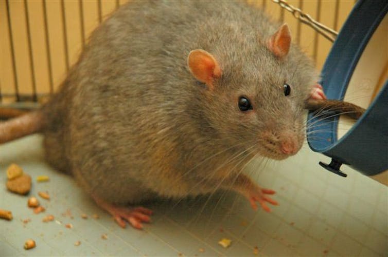 Animals in research: rats