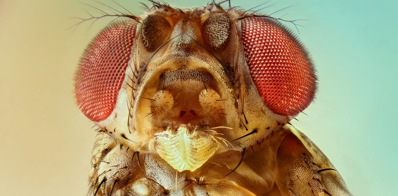 Sangre cocida de cerdo Una mosca de la fruta de hace 6.000 años regaló al mundo los quesos y