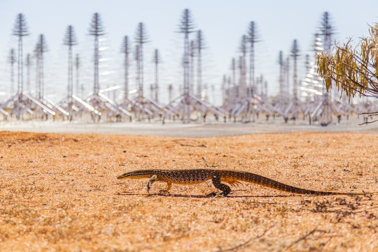 A lizard walking in front of the telescope equipment.