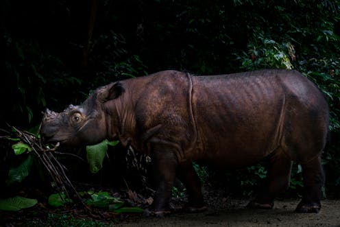 Mengapa Satwa Langka Rentan Punah Begini Kata Genetika