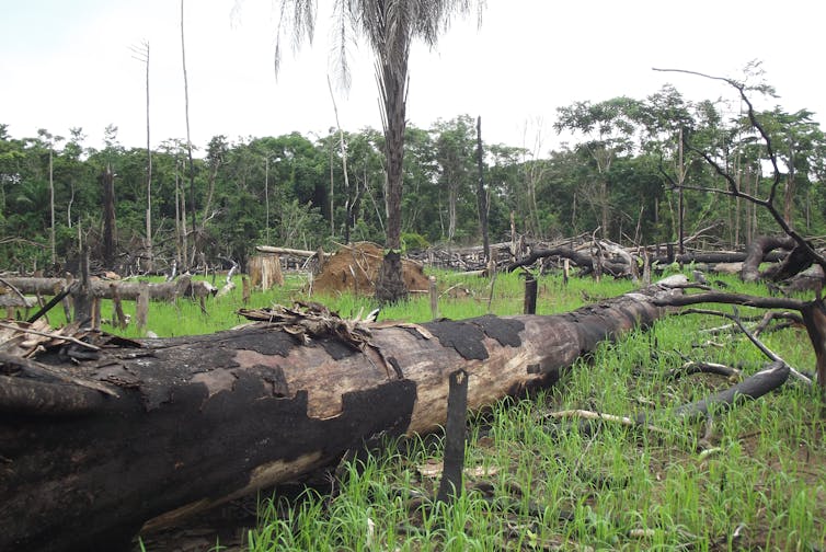 High Yield Palm Oil Won T Be Enough To Halt Deforestation