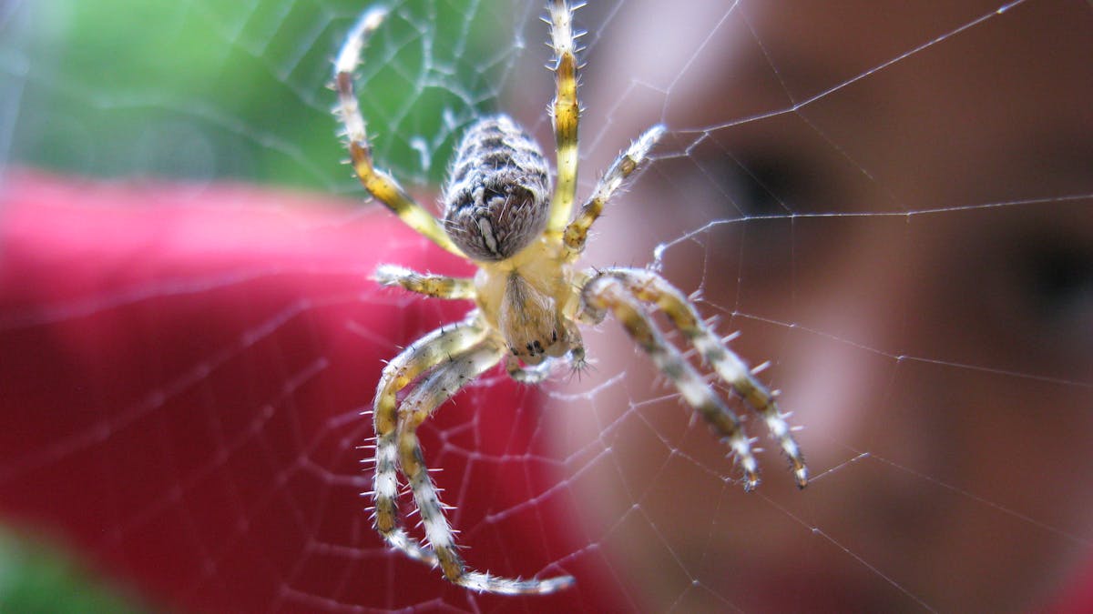 Don T Like Spiders Here Are 10 Reasons To Change Your Mind