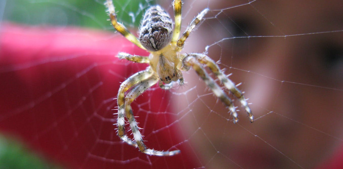 Don’t like spiders? Here are 10 reasons to change your mind