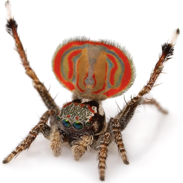 Eight strange but true spider facts