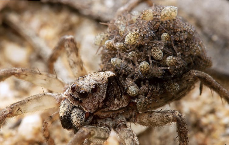 Don't like spiders? Here are 10 reasons to change your mind