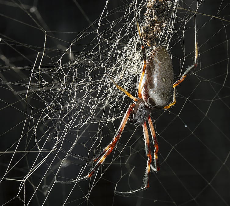 Don't like spiders? Here are 10 reasons to change your mind