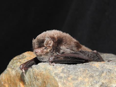 Australia's threatened bats need protection from a silent killer: white-nose syndrome