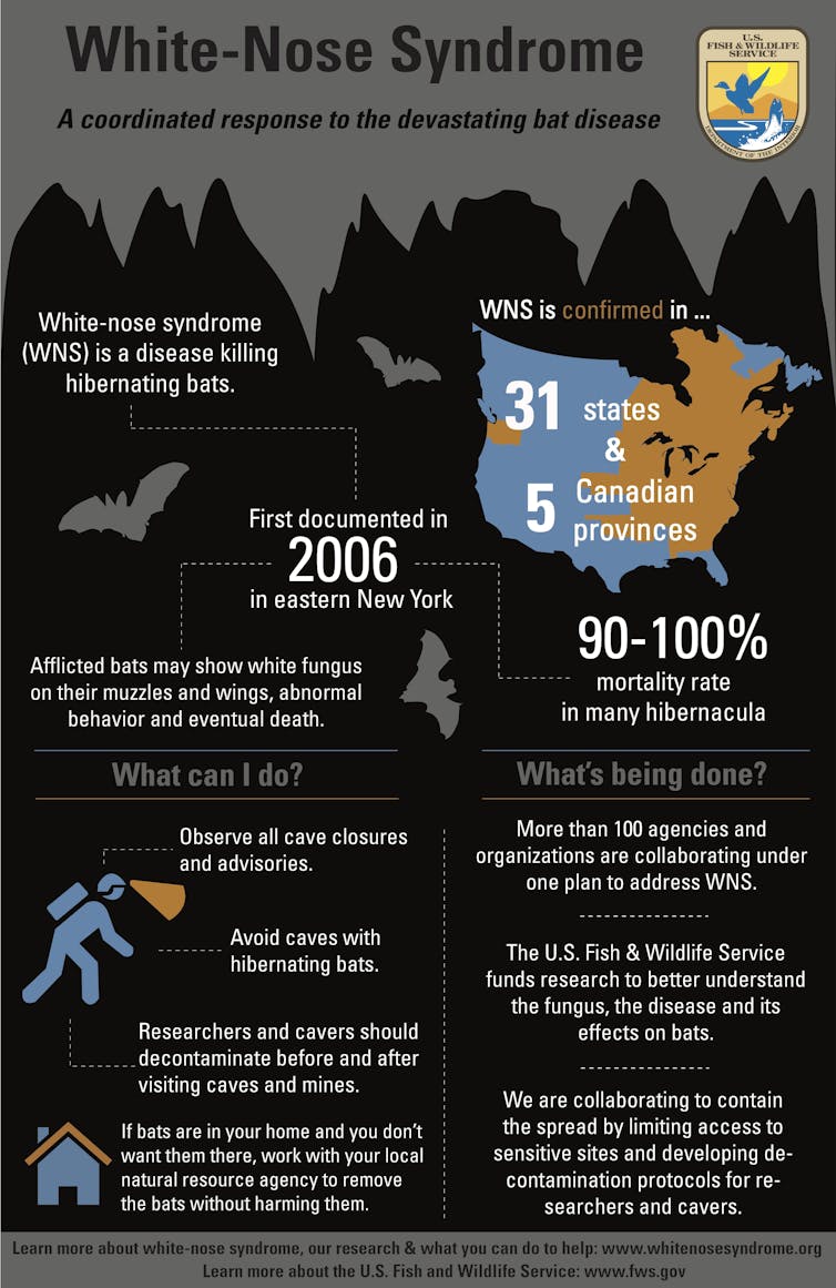 Australia's threatened bats need protection from a silent killer: white-nose syndrome