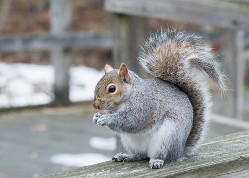 Rescued Grey Squirrels To Be Killed Under New Law But Britain S Invasive Problem Runs Much Deeper - How Do I Get Rid Of Grey Squirrels In My Garden Uk Rescued Grey Squirrels To Be Killed Under New Law But Britain S Invasive Problem Runs Much Deeper - How Do I Get Rid Of Grey Squirrels In My Garden Uk