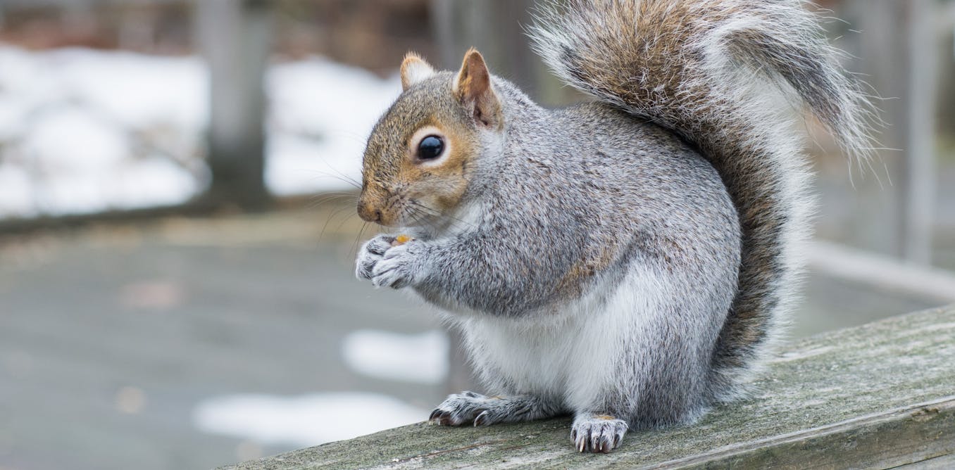 Rescued grey squirrels to be killed under new law – but Britain's 'invasive' problem runs much deeper