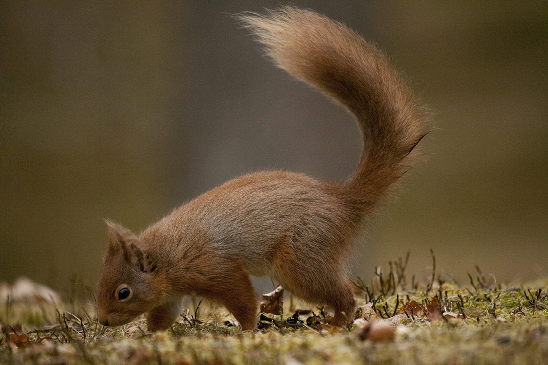 Rescued Grey Squirrels To Be Killed Under New Law – But Britain’s ...