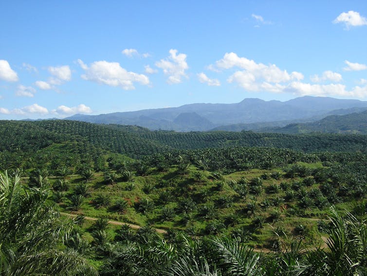High Yield Palm Oil Won T Be Enough To Halt Deforestation