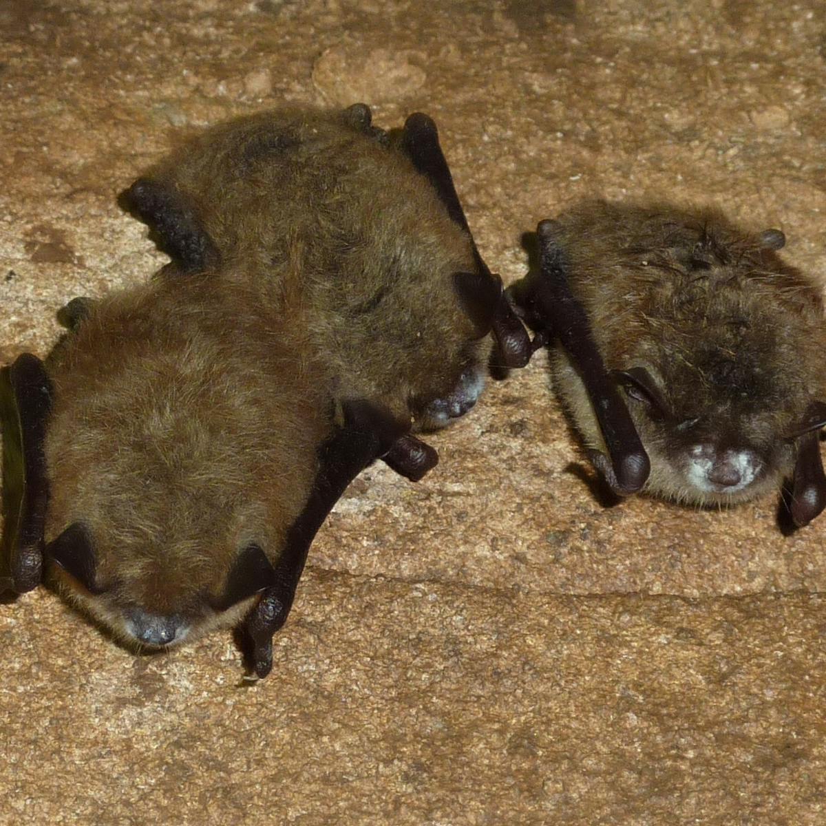 Australia S Threatened Bats Need Protection From A Silent Killer White Nose Syndrome