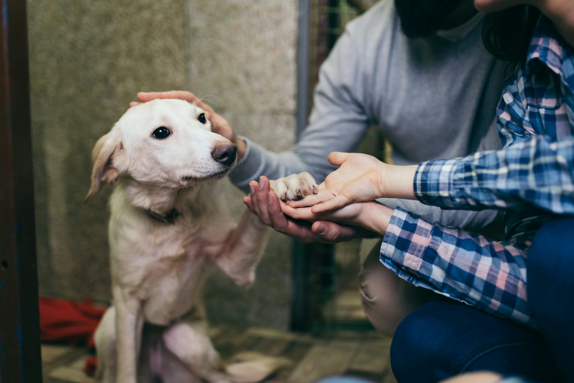 Pet pound store