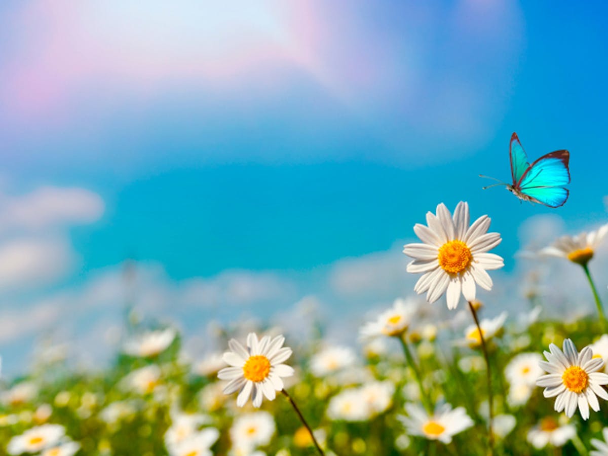 The Meaning Of Life A Psychologist S View The Meaning Of Life A Psychologist S View