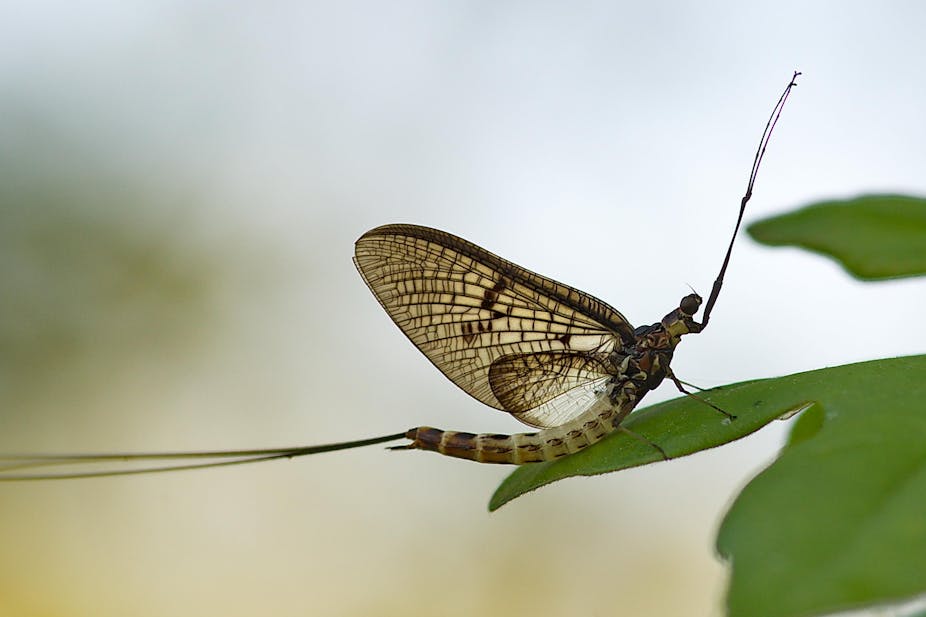 Stoneflies and mayflies, canaries of our streams