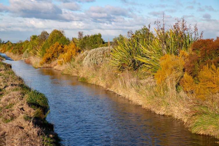 Stoneflies and mayflies, canaries of our streams