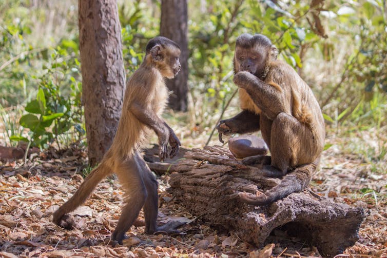 Monkeys smashing nuts with stones hint at how human tool use evolved