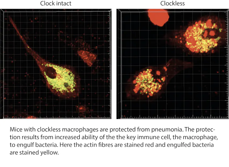 Clock Infection Body clock affects how the immune system works – new findings