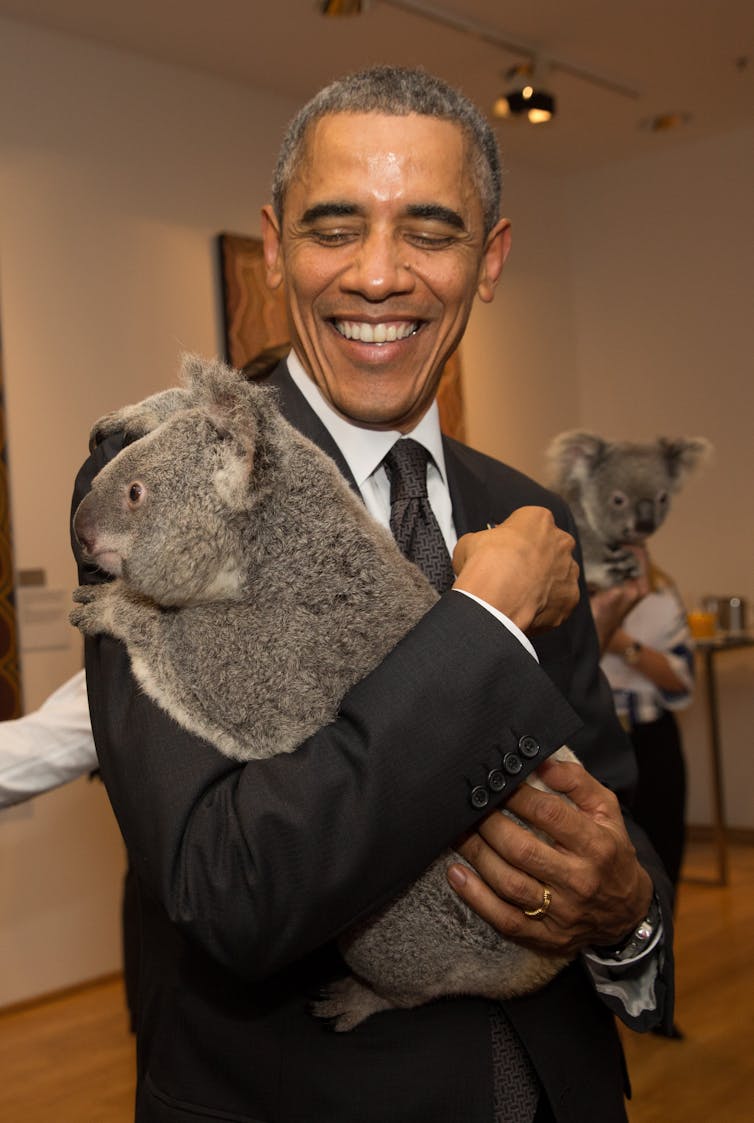 Koalas are the face of Australian tourism. What now after the fires?