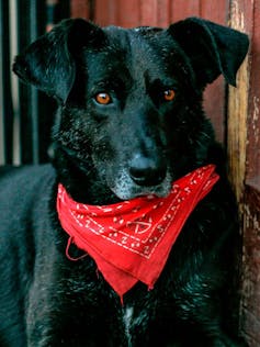 How a Chilean dog ended up as a face of the New York City subway protests