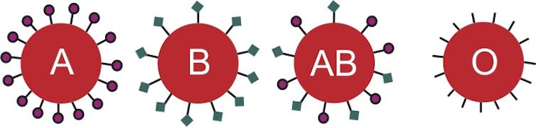 Your blood type may influence your vulnerability to norovirus, the winter vomiting virus