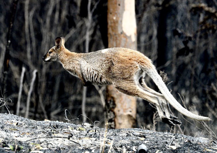 Animal response to a bushfire is astounding. These are the tricks they use to survive