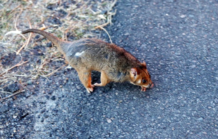 Animal response to a bushfire is astounding. These are the tricks they use to survive