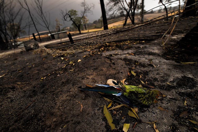 Animal response to a bushfire is astounding. These are the tricks they use to survive