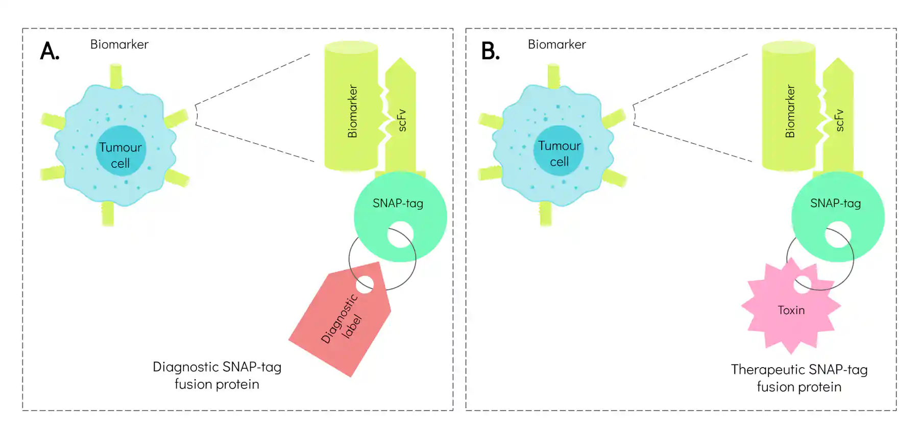 Snaptag Antibody technologies take a step closer to precision medicine
