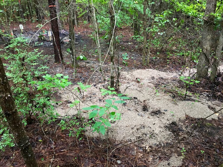 Rotting feral pig carcasses teach scientists what happens when tons of animals die all at once, as in Australia's bushfires